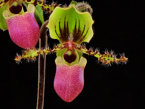 Paphiopedilum victoria-regina 'Amanda's Smile' AM